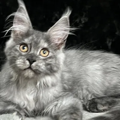 Котенок мейн-кун