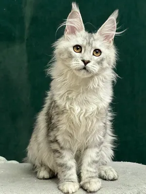 Котенок мейн-кун