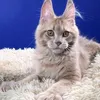 Flin - фото 2