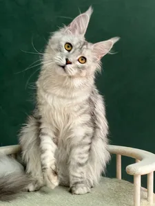 Котенок мейн-кун