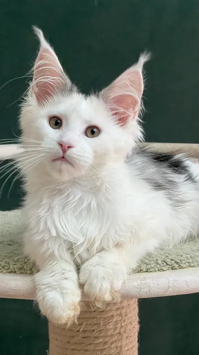 Котенок мейн-кун