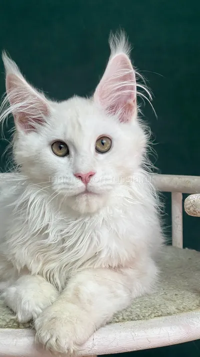 Maine Coon kitten