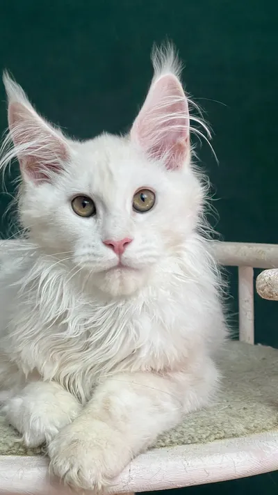 Maine Coon kitten