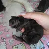 Горыныч - photo 1