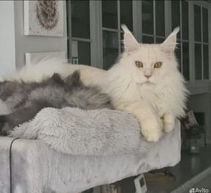 Лорд