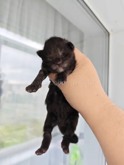 Горыныч — Maine Coon kitten, Black tiking on silver van ns 25 01