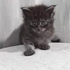Гаечка - фото 2