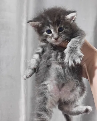 Графит — Maine Coon kitten, Blue classic Tabby MCO a 22