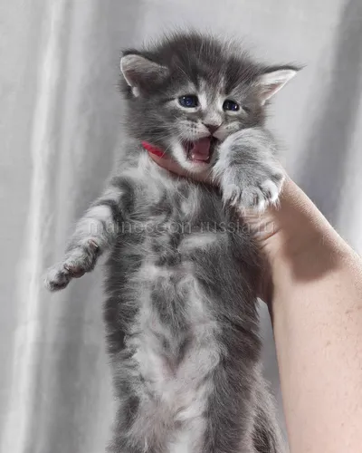 Графит — Maine Coon kitten, Blue classic Tabby MCO a 22