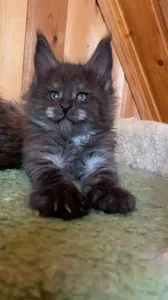 Maine Coon kitten