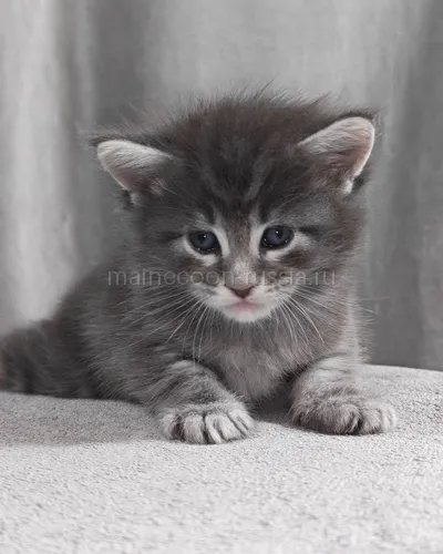 Графит — Maine Coon kitten, Blue classic Tabby MCO a 22