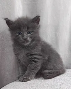 Григорий