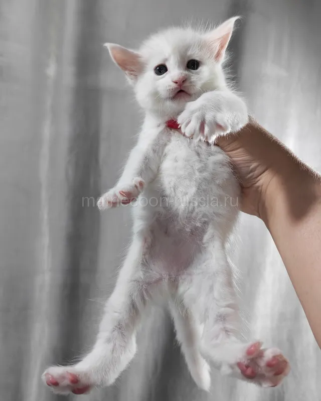 Maine Coon kitten White Orange eyes MCO w 62 Boy