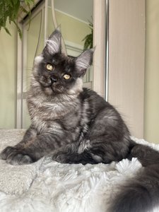 Фантом