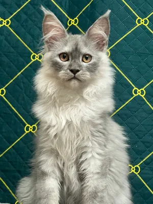 Котенок мейн-кун