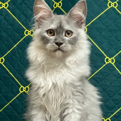 Котенок мейн-кун