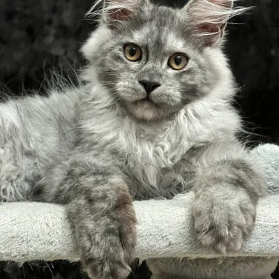 Котенок мейн-кун