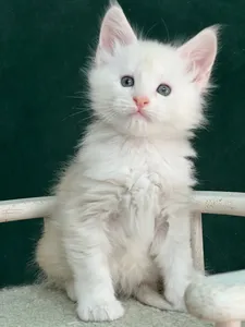 Котенок мейн-кун
