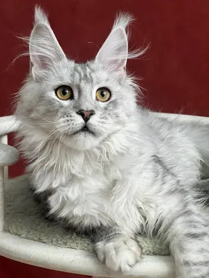 Котенок мейн-кун