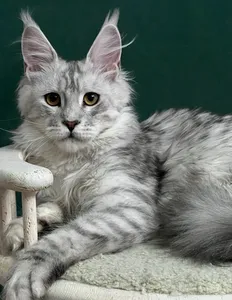 Maine Coon kitten