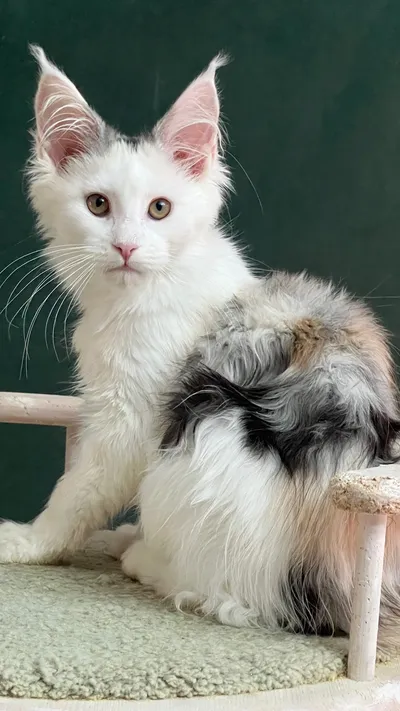 Котенок мейн-кун