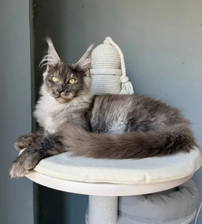 Котенок мейн-кун