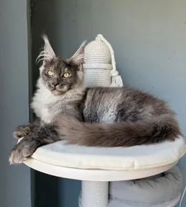 Maine Coon kitten