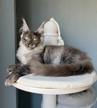 Maine Coon kitten