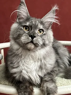 Котенок мейн-кун