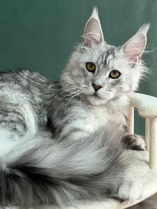 Котенок мейн-кун