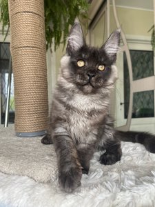 Фантом