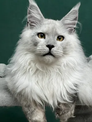 Котенок мейн-кун