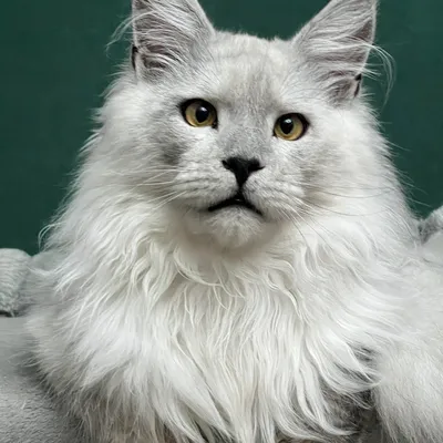 Котенок мейн-кун