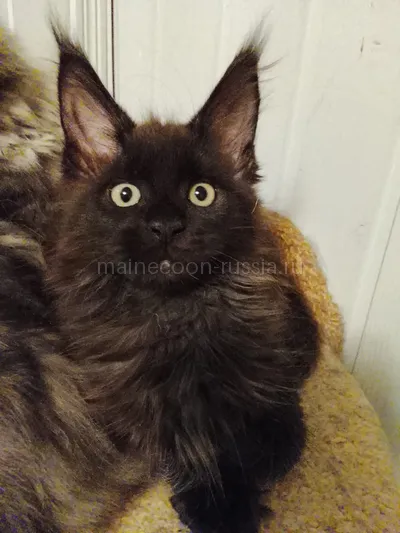 Луиза — Maine Coon kitten, Black MCO n