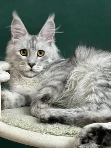Maine Coon kitten