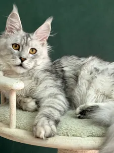 Котенок мейн-кун