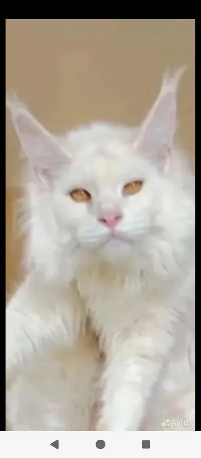 Maine Coon kitten