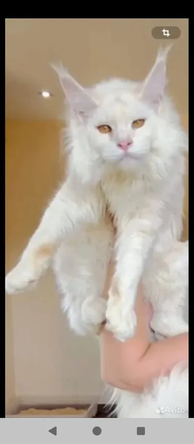 Maine Coon kitten