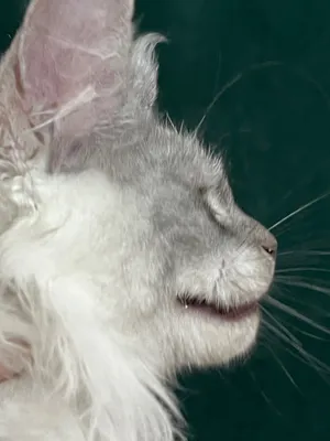 Котенок мейн-кун