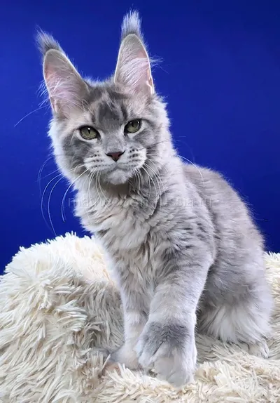 Fleur — Котенок мейн-кун, Голубой мрамор MCO a 22
