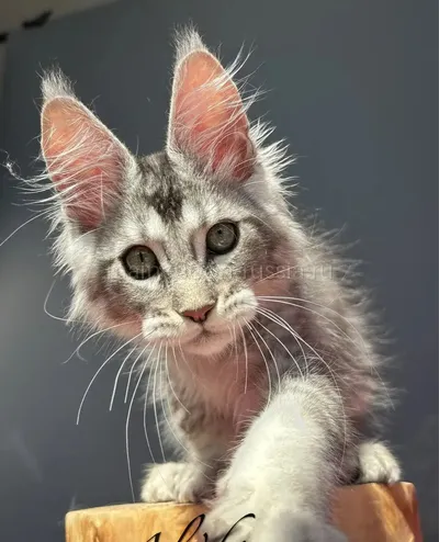 Котенок мейн-кун