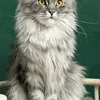 Bella - photo 6