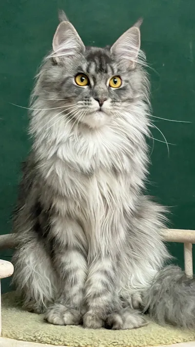 Maine Coon kitten