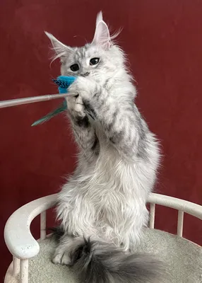 Котенок мейн-кун