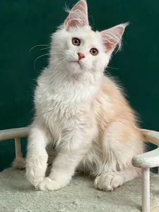 Котенок мейн-кун