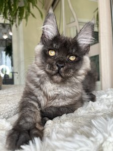 Фантом