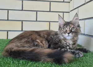 Zena