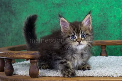 Wyatt — Maine Coon kitten, Black classic Tabby (Brown) MCO n 22