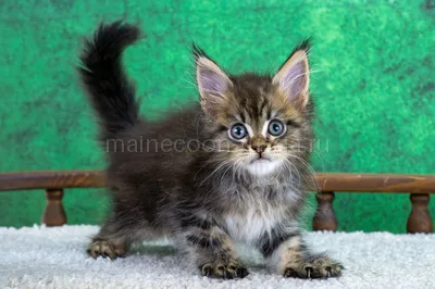 Wyatt — Maine Coon kitten, Black classic Tabby (Brown) MCO n 22