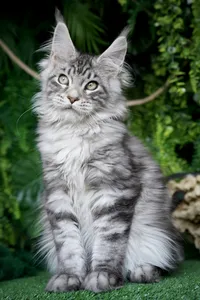 Котенок мейн-кун